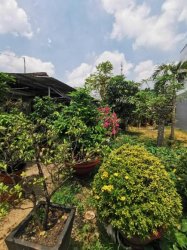 Đất HXH 164m2, Nở hậu  Nguyễn Văn Bứa HM