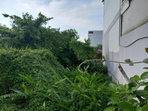Đất vuông Vườn Lài Q12, 117m2, 5x23m