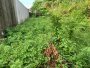 Giá tốt! Đất nở hậu, 253.9m2 - Thạnh Lộc 41 Q12 5.x tỷ