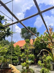 2 Nhà Vuông gỗ Sân vườn 1257m2, Nở hậu, Đ.10m  Nguyễn Thị Chì CC