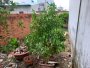 Đất nở hậu Nguyễn Thị Búp Q12, 72m2, 4x18m chỉ 3.x tỷ