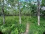Giảm 21 tỷ Đất MT nở hậu An Nhơn Tây CC, 1.26Ha, 63x220m