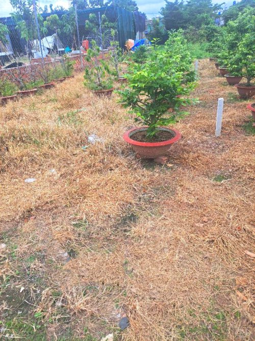 Giảm 200tr! Đất 182m2, Đ.5m  Tân Thới Hiệp 21 Q12