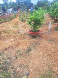 Giảm 200tr! Đất 182m2, Đ.5m  Tân Thới Hiệp 21 Q12