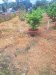 Giảm 200tr! Đất 182m2, Đ.5m  Tân Thới Hiệp 21 Q12