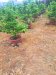Giảm 200tr! Đất 182m2, Đ.5m  Tân Thới Hiệp 21 Q12