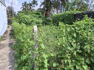 Đất 217m2, Nở hậu, Đ.3m  Thạnh Lộc 51 Q12