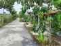 Đất vuông 0.4Ha, Nở hậu, Đ.6m  Đường 565 Củ Chi