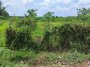 Đất vuông 0.4Ha, Nở hậu, Đ.6m  Đường 565 Củ Chi