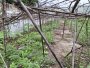 Giảm 100tr! Đất Vuông 246m2, Nở hậu, Đ.3.5m  Trần Thị Năm Q12