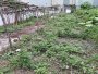 Giảm 100tr! Đất Vuông 246m2, Nở hậu, Đ.3.5m  Trần Thị Năm Q12