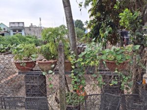 Đất 155m2, Vuông, Đ.3m  Nguyễn Ảnh Thủ HM