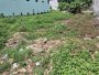 Đất HXT 245m2, Đ. Thông  Vườn Lài Q12