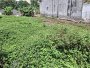 Đất HXT 245m2, Đ. Thông  Vườn Lài Q12