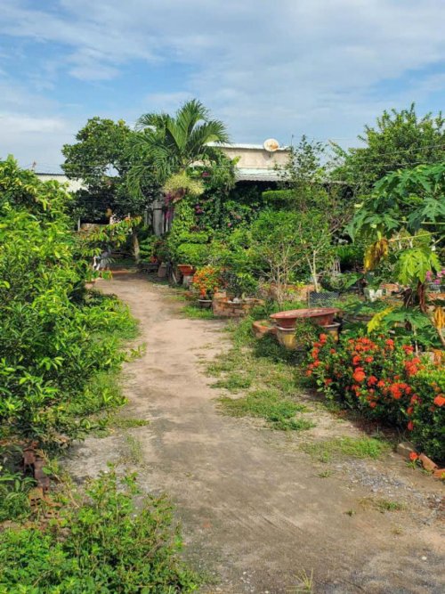 Đất Vườn HXT 722m2, Nở hậu  Xuân Thới Thượng 2 HM