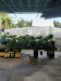 Đất Vườn HXT 722m2, Nở hậu  Xuân Thới Thượng 2 HM