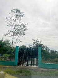 Đất Nở hậu Đường 8m thông 1851m2  Cây Gõ CC