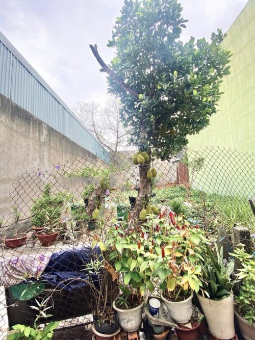 Đất Vuông SHR HXH 83m2  Phan Huy Ích Gò Vấp