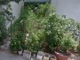 Đất Vuông SHR Đ.8m 126m2  Bình Lợi Bình Thạnh