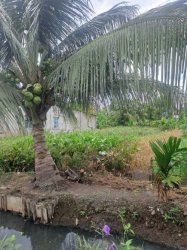 Đất Vuông SHR HXH 201m2  Thạnh Xuân 33 Quận 12