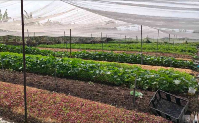 L2659* | Đất Lớn Khủng 8.128m2 Phạm Văn Sáng Bà Điểm - Giá 6x Tỷ