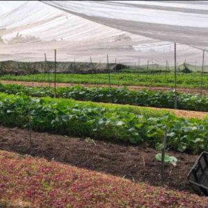 L2659* | Đất Lớn Khủng 8.128m2 Phạm Văn Sáng Bà Điểm - Giá 6x Tỷ