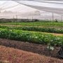 L2659* | Đất Lớn Khủng 8.128m2 Phạm Văn Sáng Bà Điểm - Giá 6x Tỷ