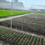 [T2680*] SO SÁNH GIÁ ĐẤT MẪU CÓ SẴN dòng tiền KHỦNG TẠI CỦ CHI - GIÁ 15.x TỶ