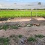 [T2680*] SO SÁNH GIÁ ĐẤT MẪU CÓ SẴN dòng tiền KHỦNG TẠI CỦ CHI - GIÁ 15.x TỶ