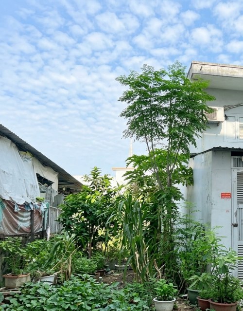 [L3037*] nền đất đẹp Đ. 59 An Hội Tây, cạnh Chợ Thạch Đà, 7.x Tỷ