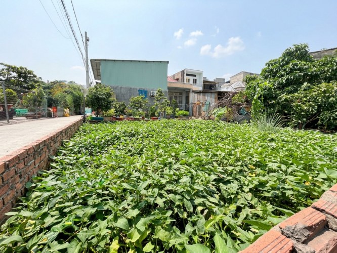 [O3126*] Đất 1/ QL1A Tam Bình 150m2 (10x15m) 2 mặt tiền Hẻm Ôtô, rẻ bất chấp 11.x tỷ
